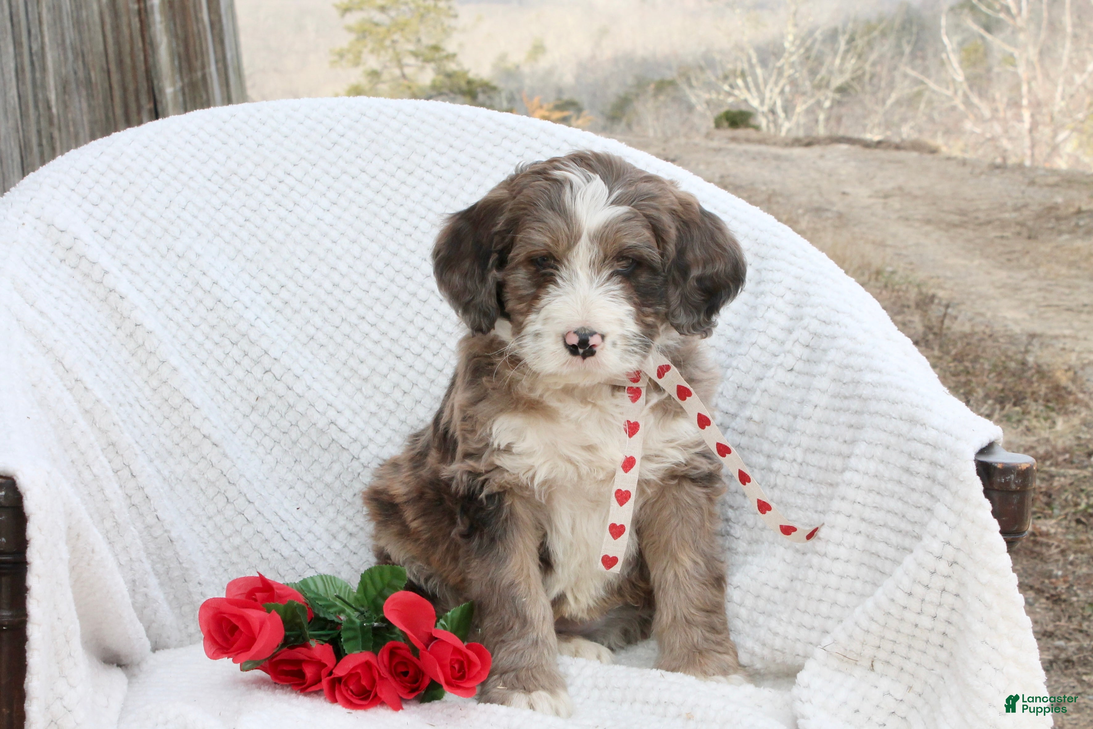 Bernedoodle dogs Aspen - Ad 29