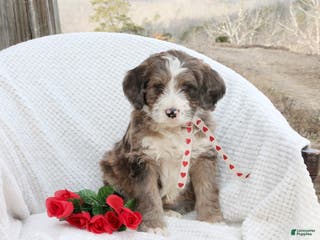 Bernedoodle dogs Aspen - Ad 29