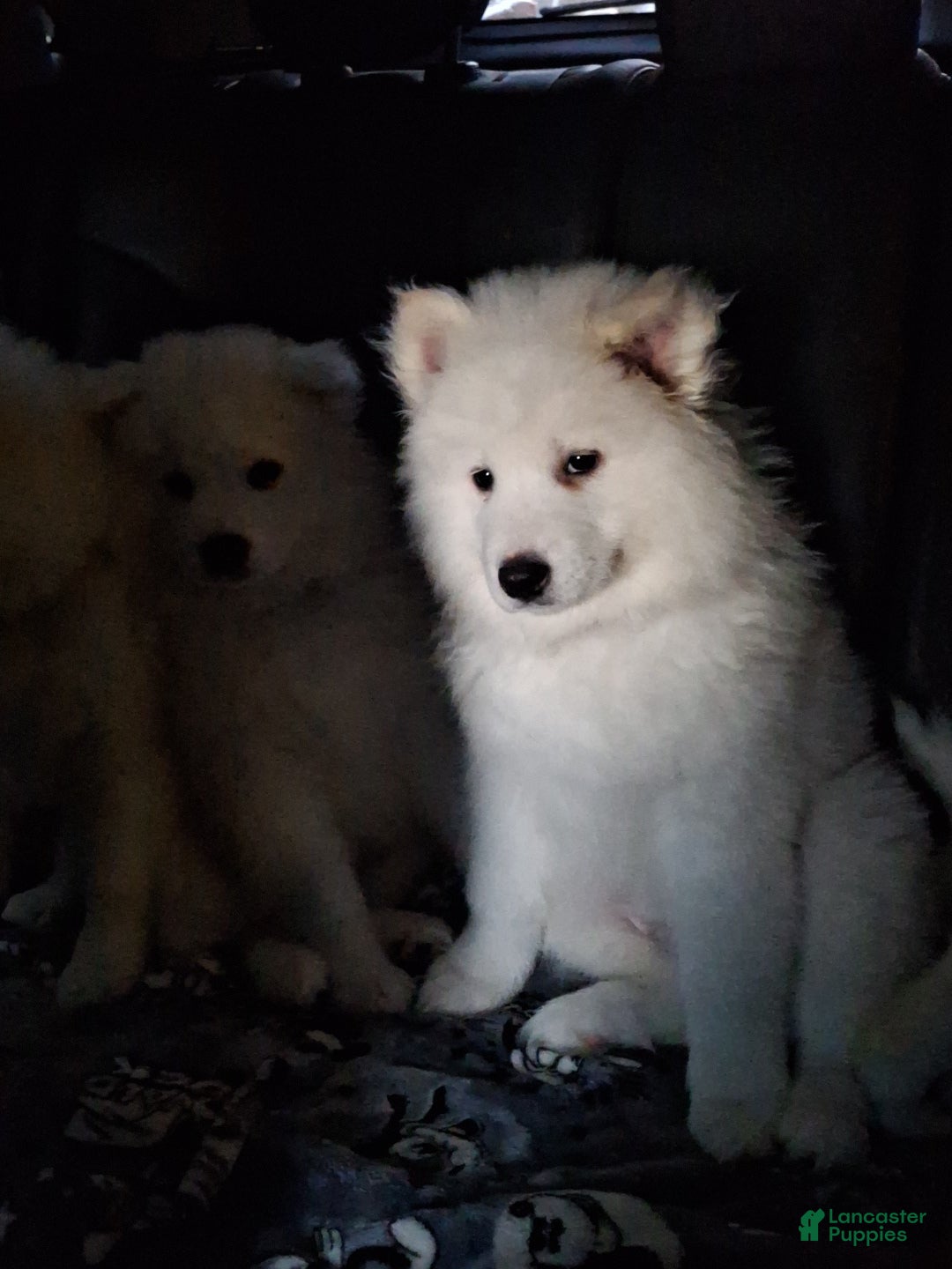 Samoyed dogs Samoyed Puppy 4 - Ad 16