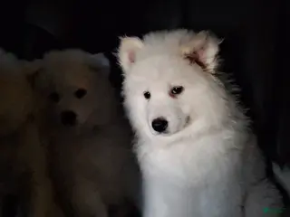 Samoyed dogs Samoyed Puppy 4 - Ad 16