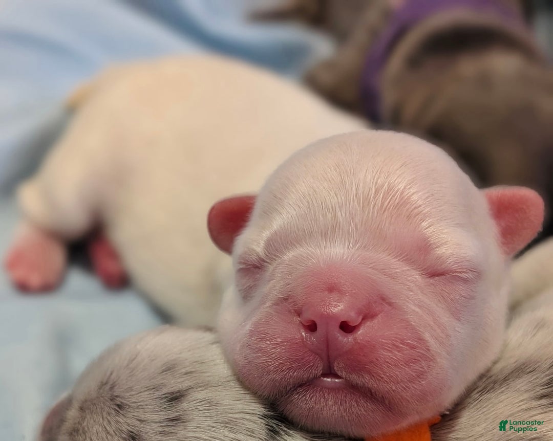 French Bulldog dogs for sale: Amor ( Visual Fluffy)  - Ad 2