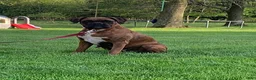 Boxer dogs for sale: Tanker - Ad 7