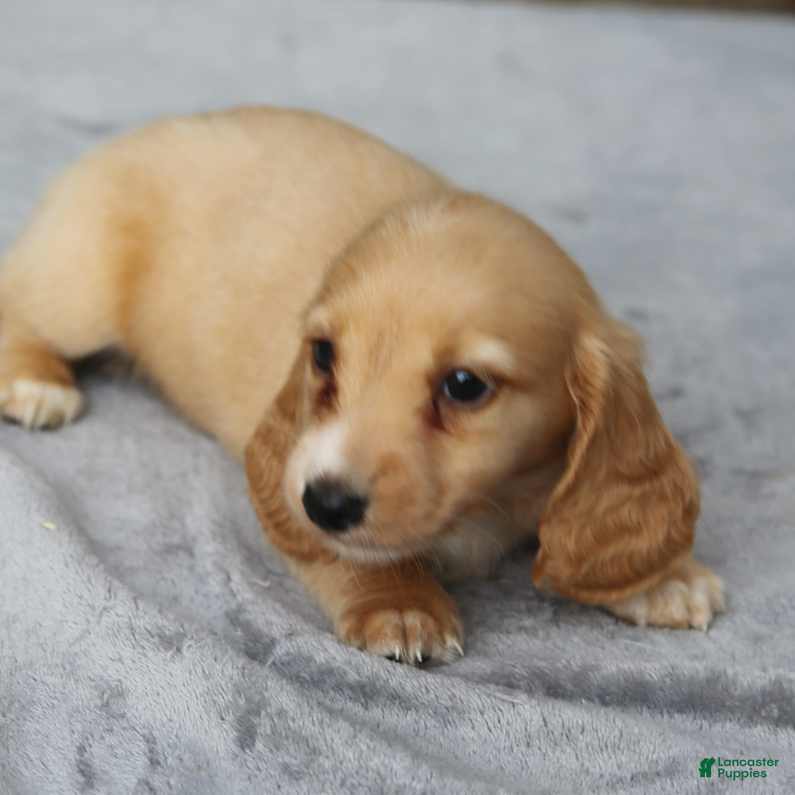 Dachshund dogs Clear Red Longhair Small Standard - Ad 1