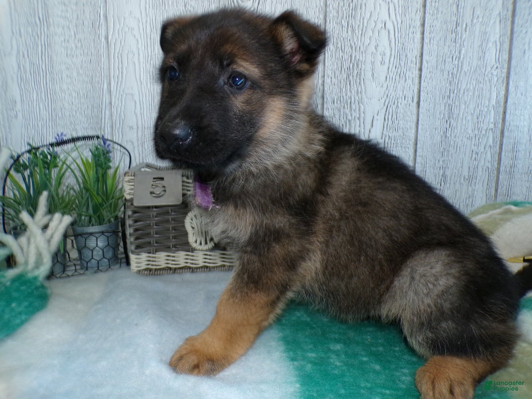 German Shepherd dogs for sale: German Shepherd Puppy 5 Zues - Ad 3