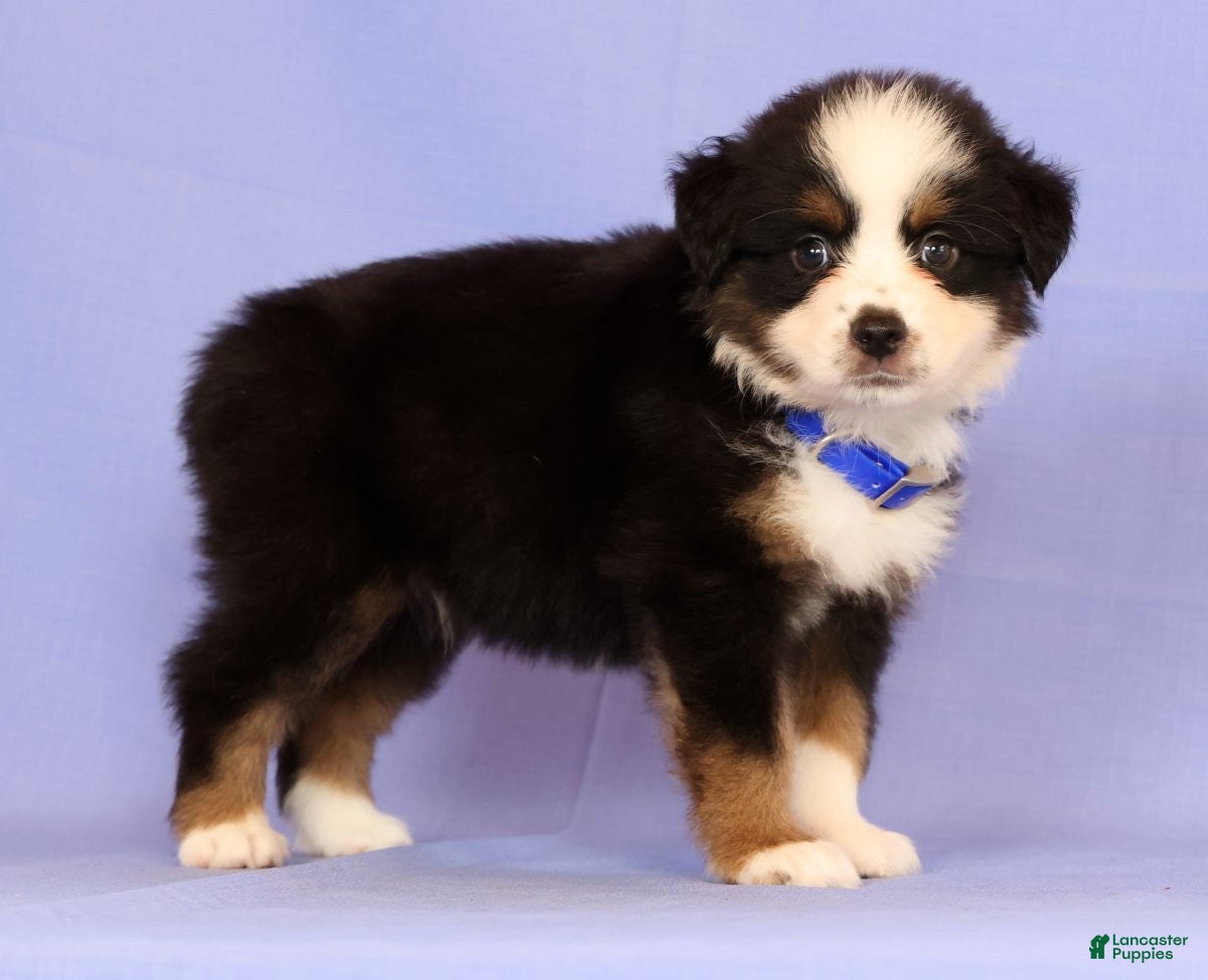 Miniature Australian Shepherd dogs Danny - Ad 2