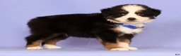 Miniature Australian Shepherd dogs for sale: Danny - Ad 2