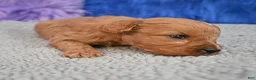 Cavapoo dogs for sale: Cavapoo 6 - Ad 24