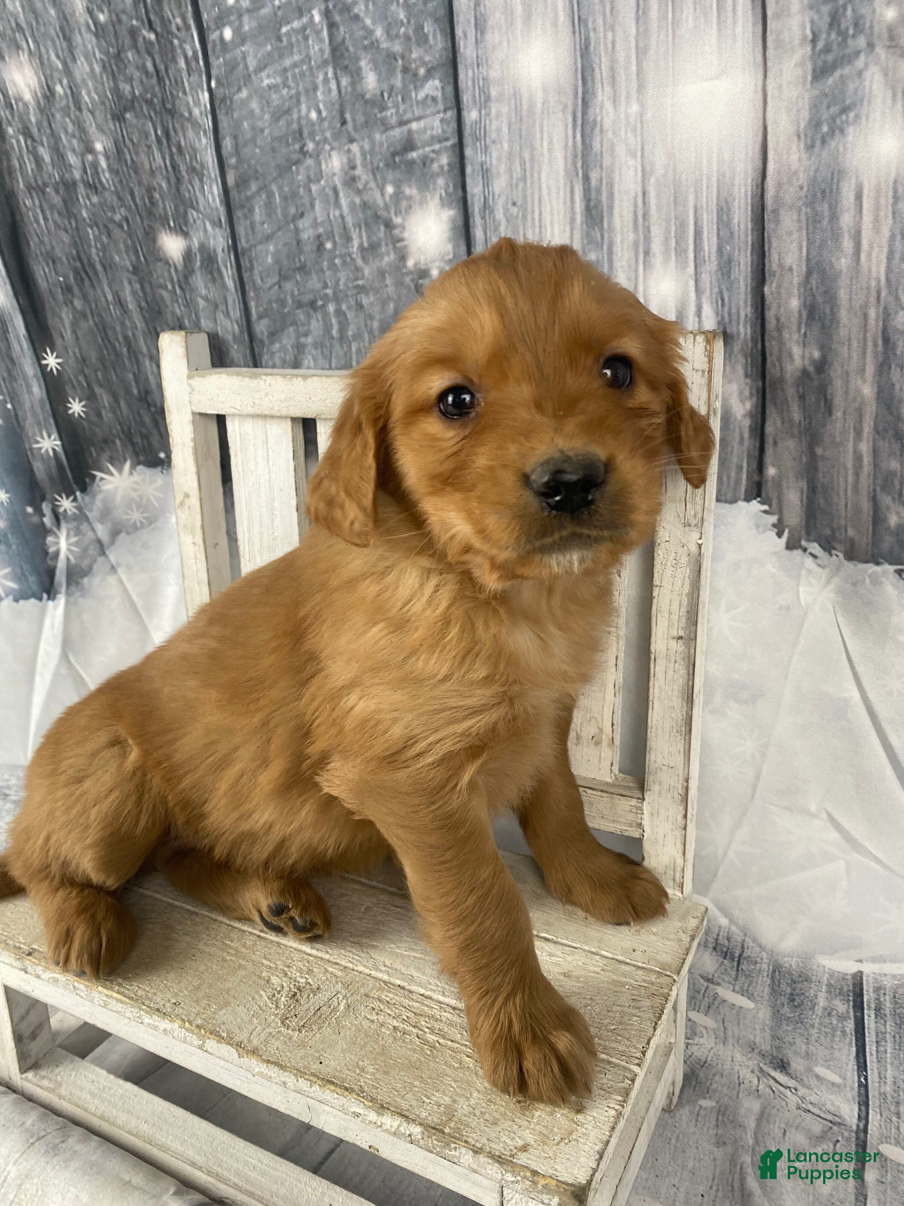 Golden Retriever dogs Bobby - Ad 24