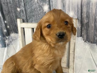 Golden Retriever dogs Bobby - Ad 20