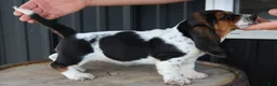 Basset Hound dogs for sale: Rosie - Ad 3