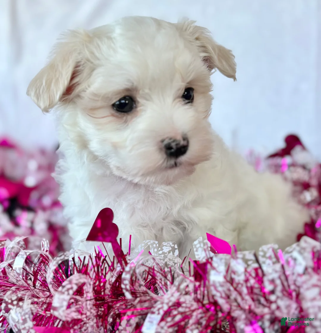 Maltese dogs for sale: Cody - Ad 12