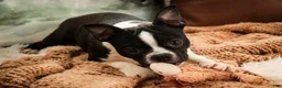 Boston Terrier dogs for sale: Howie - Ad 9