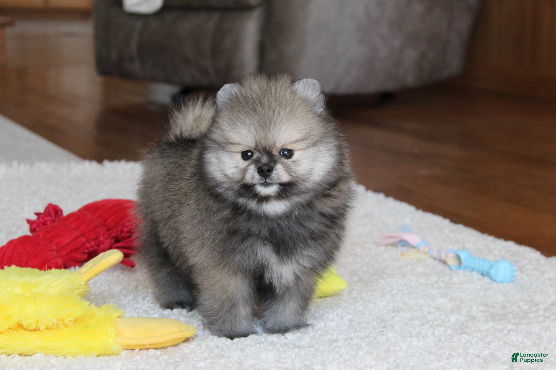 Pomeranian dogs for sale: Teddy - Ad 1