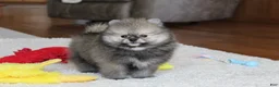 Pomeranian dogs for sale: Teddy - Ad 1