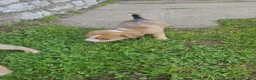 Mixed Breed dogs for sale: Potato - Ad 4