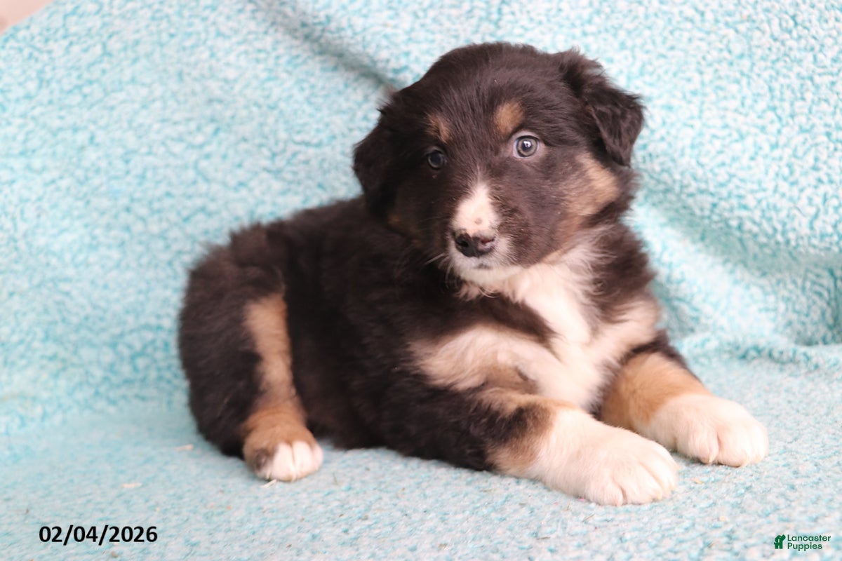 Australian Shepherd dogs Hank - Ad 2