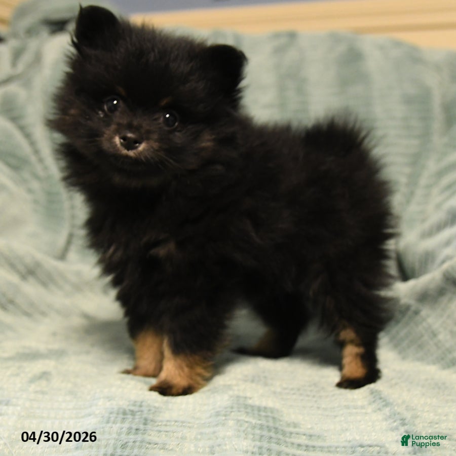 Mixed Breed dogs for sale: Cooper - Ad 1