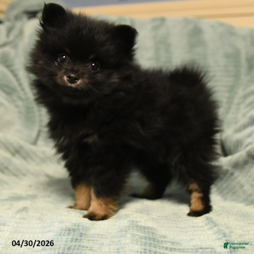 Mixed Breed dogs for sale: Cooper - Ad 1