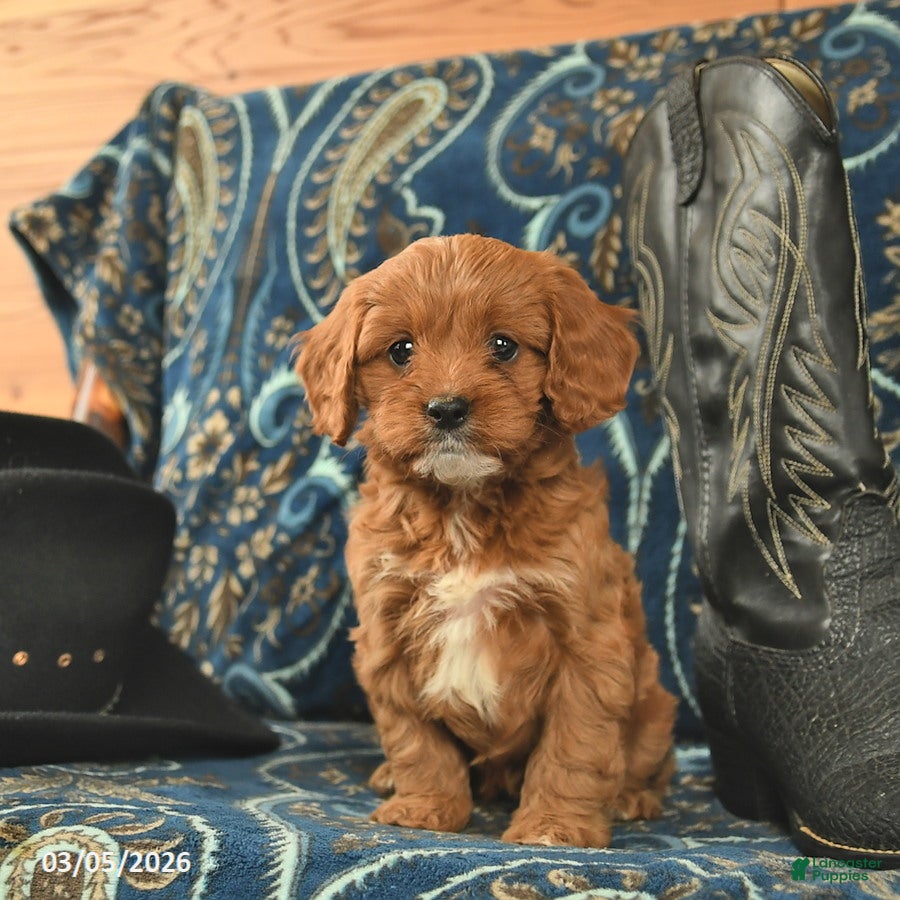 Cavapoo dogs Tiara  - Ad 2