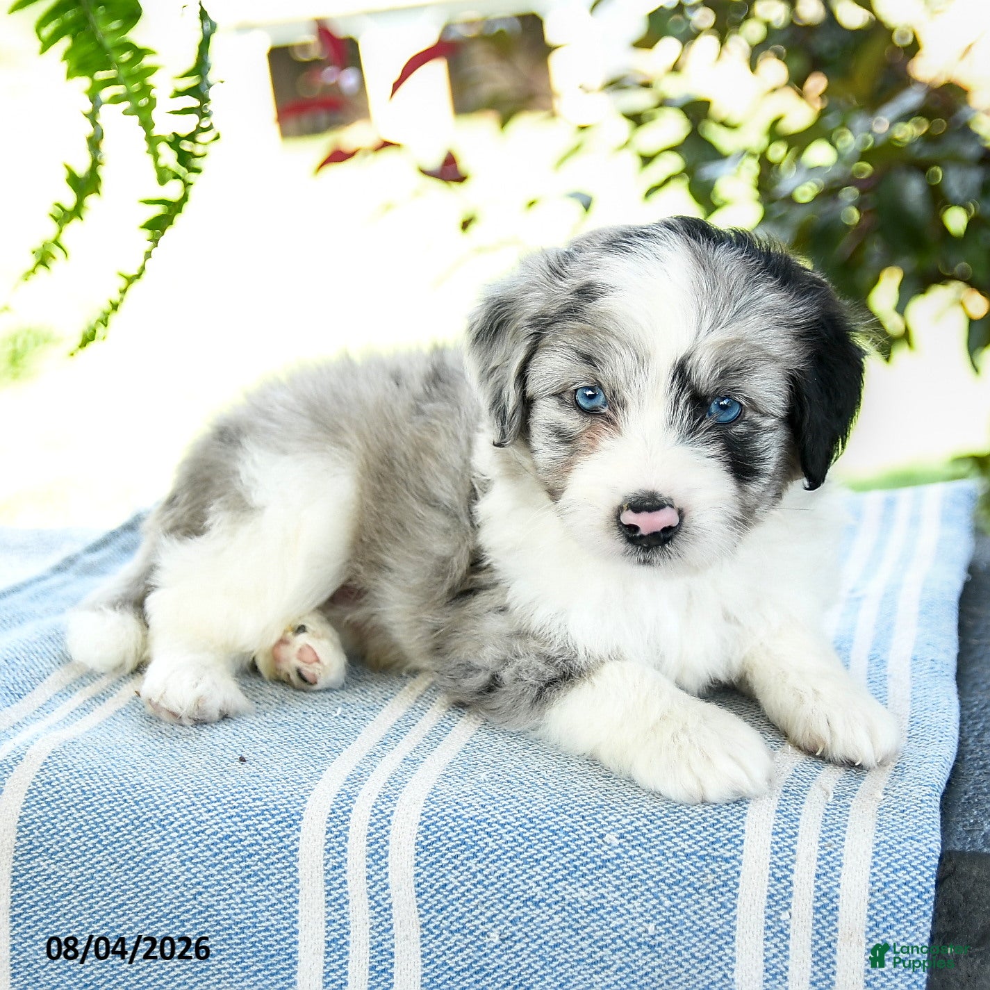 Aussiedoodle dogs Marshall - Ad 2