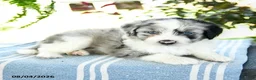 Aussiedoodle dogs for sale: Marshall - Ad 2