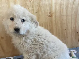 Great Pyrenees dogs Fuzzy - Ad 32