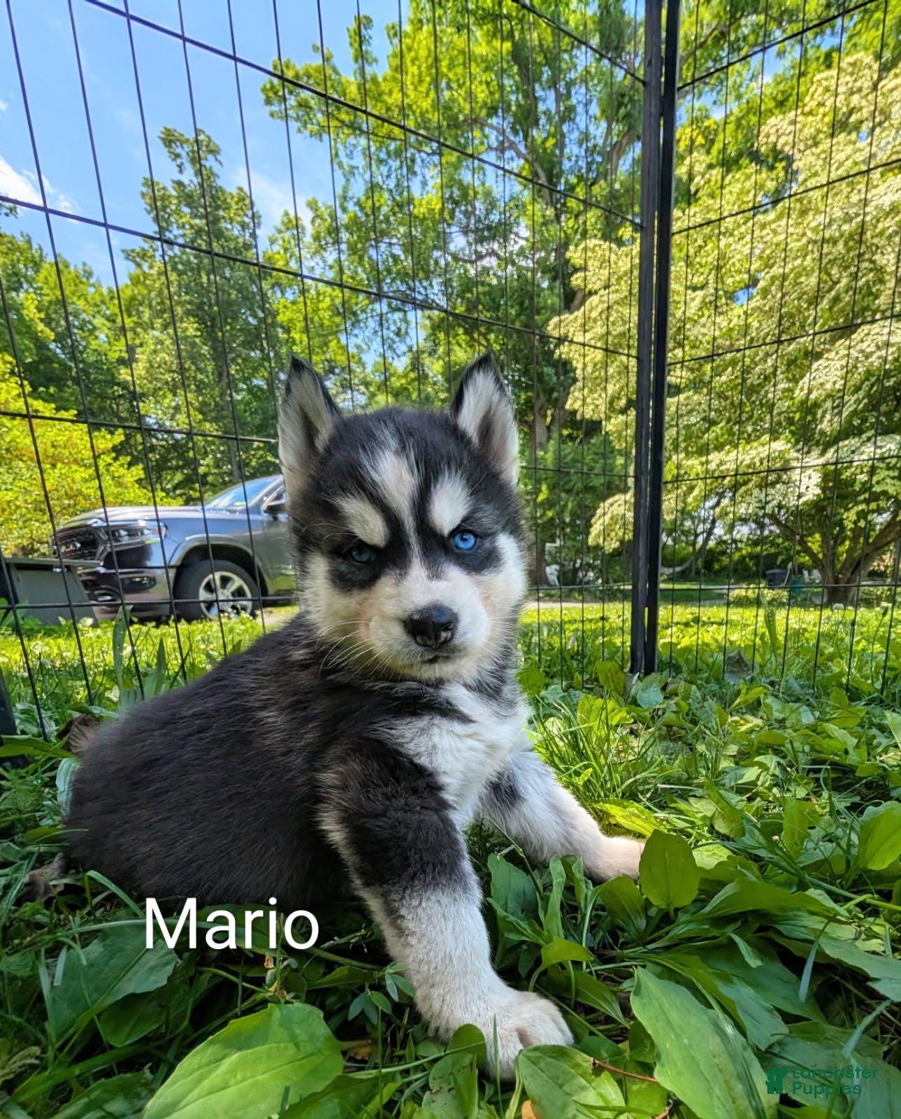 Siberian Husky dogs Mario_Male - Ad 30