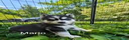 Siberian Husky dogs for sale: Mario_Male - Ad 1
