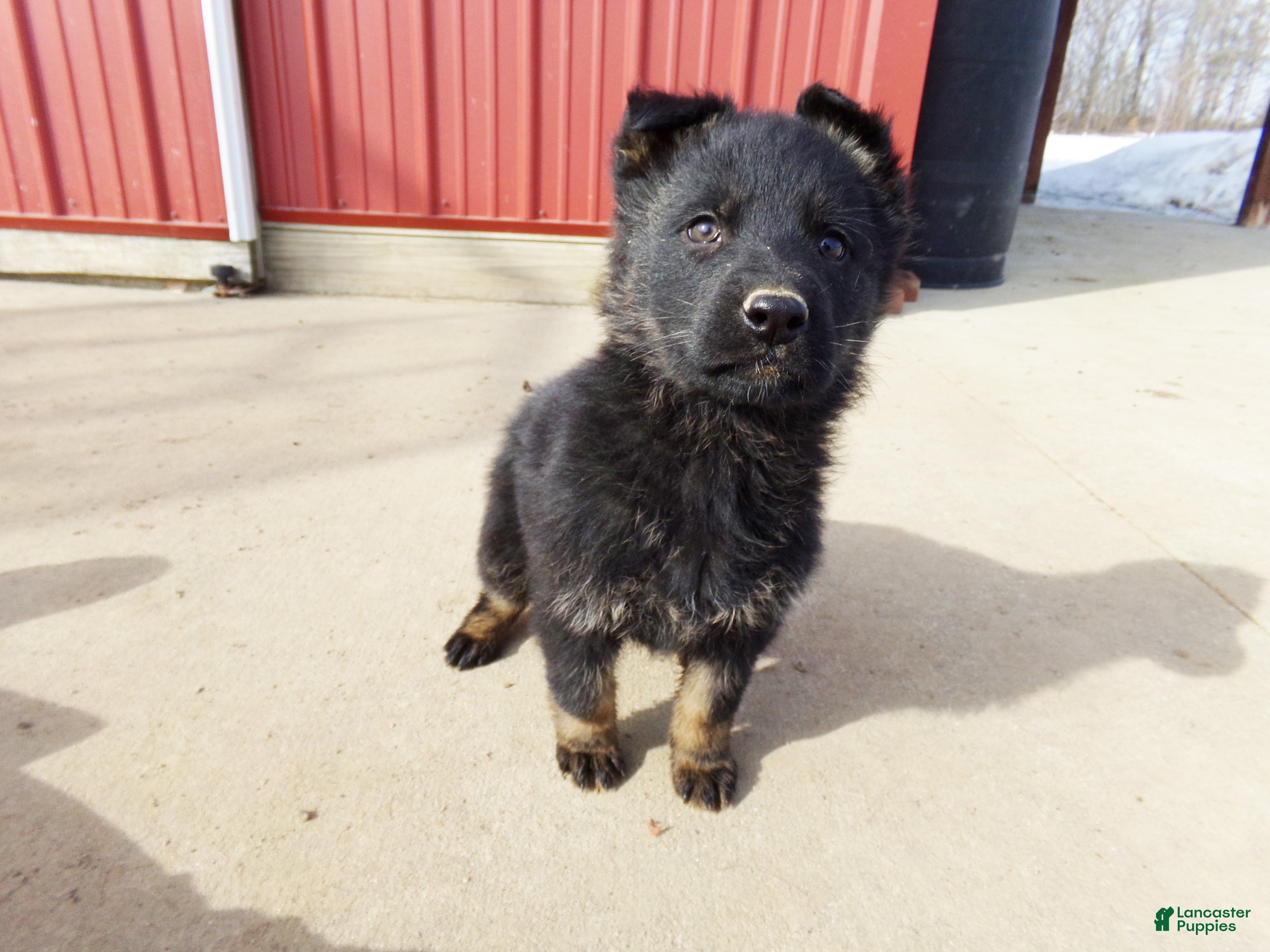 German Shepherd dogs Claire - Ad 2