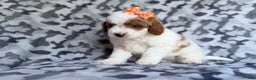 Cavapoo dogs for sale: Waffle - Ad 5