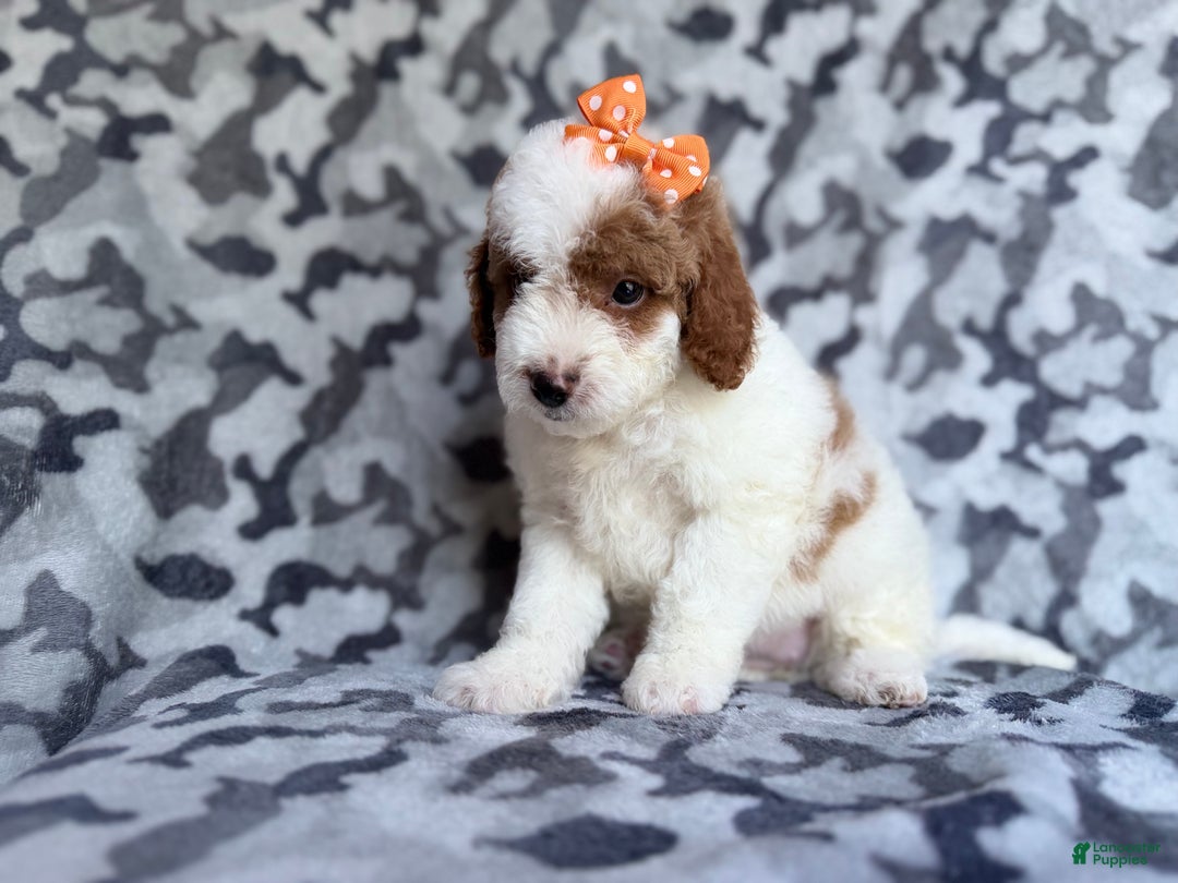 Cavapoo dogs for sale: Waffle - Ad 5