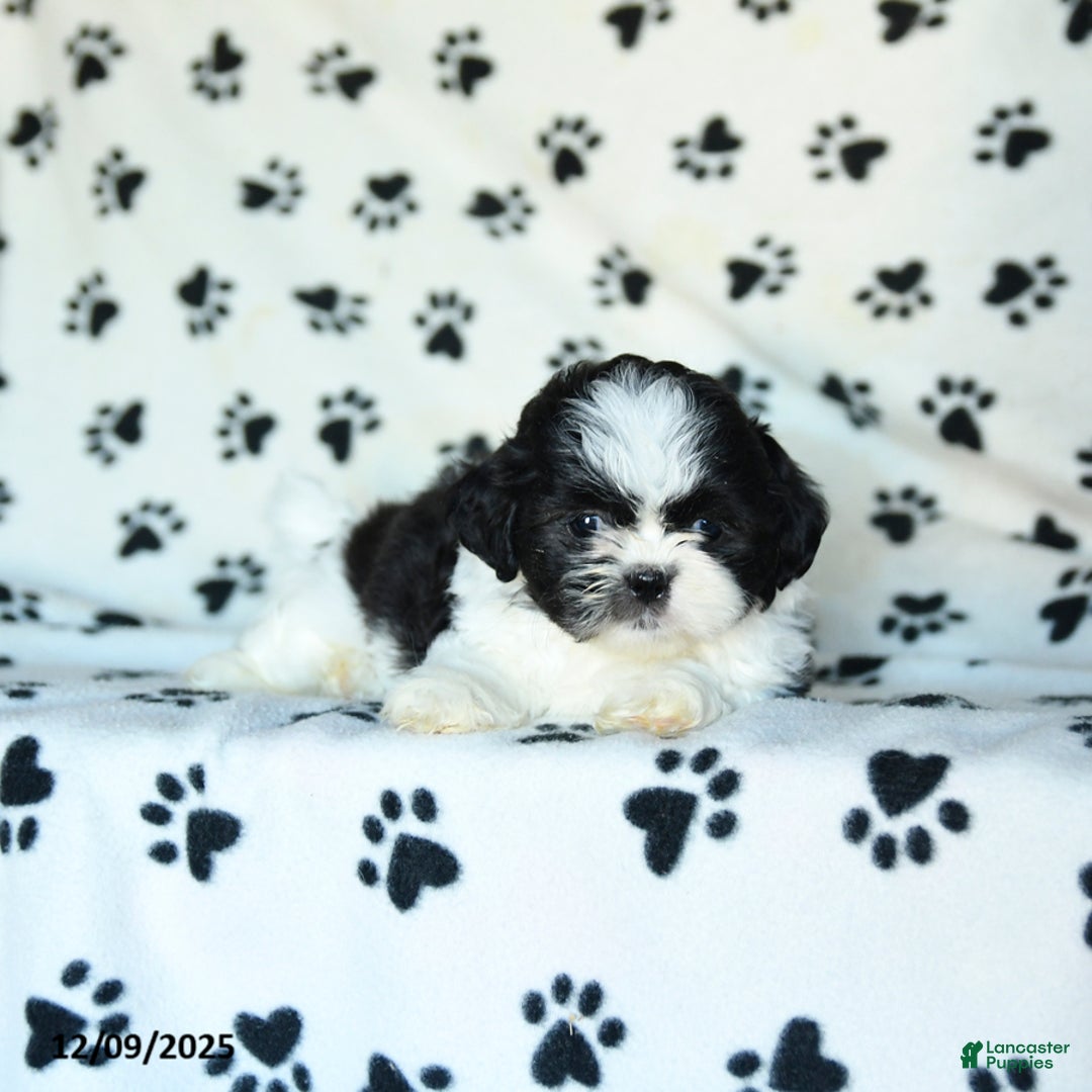 Shih Tzu dogs for sale: Nacho - Ad 2