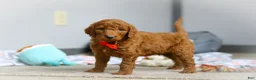 Goldendoodle dogs for sale: Ollie F1b - Ad 3