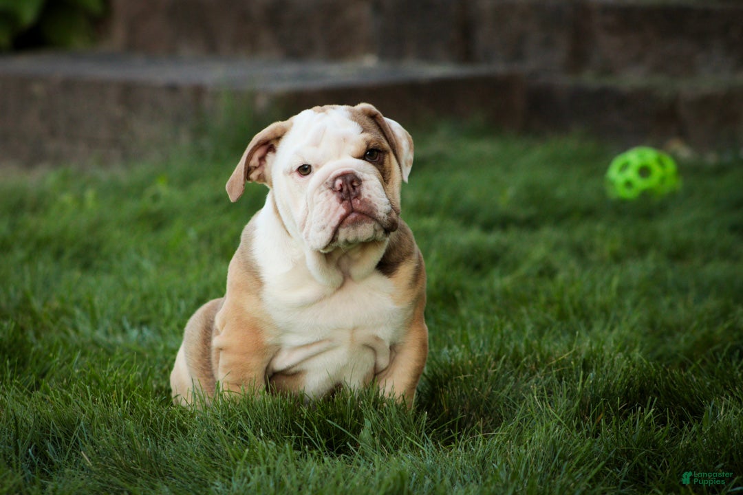 English Bulldog dogs Tammy English Bulldog  - Ad 2