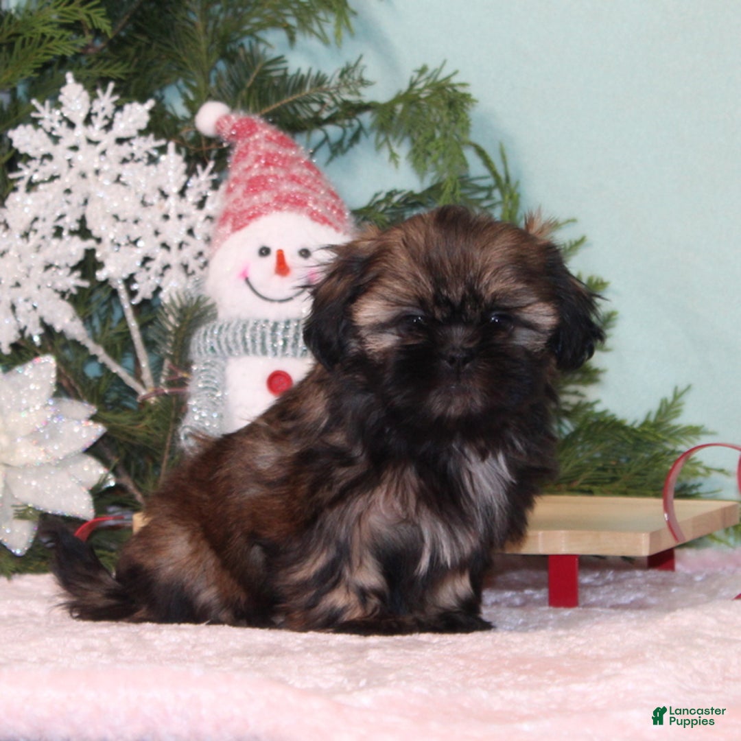 Shih Tzu dogs for sale: Magic - Ad 3
