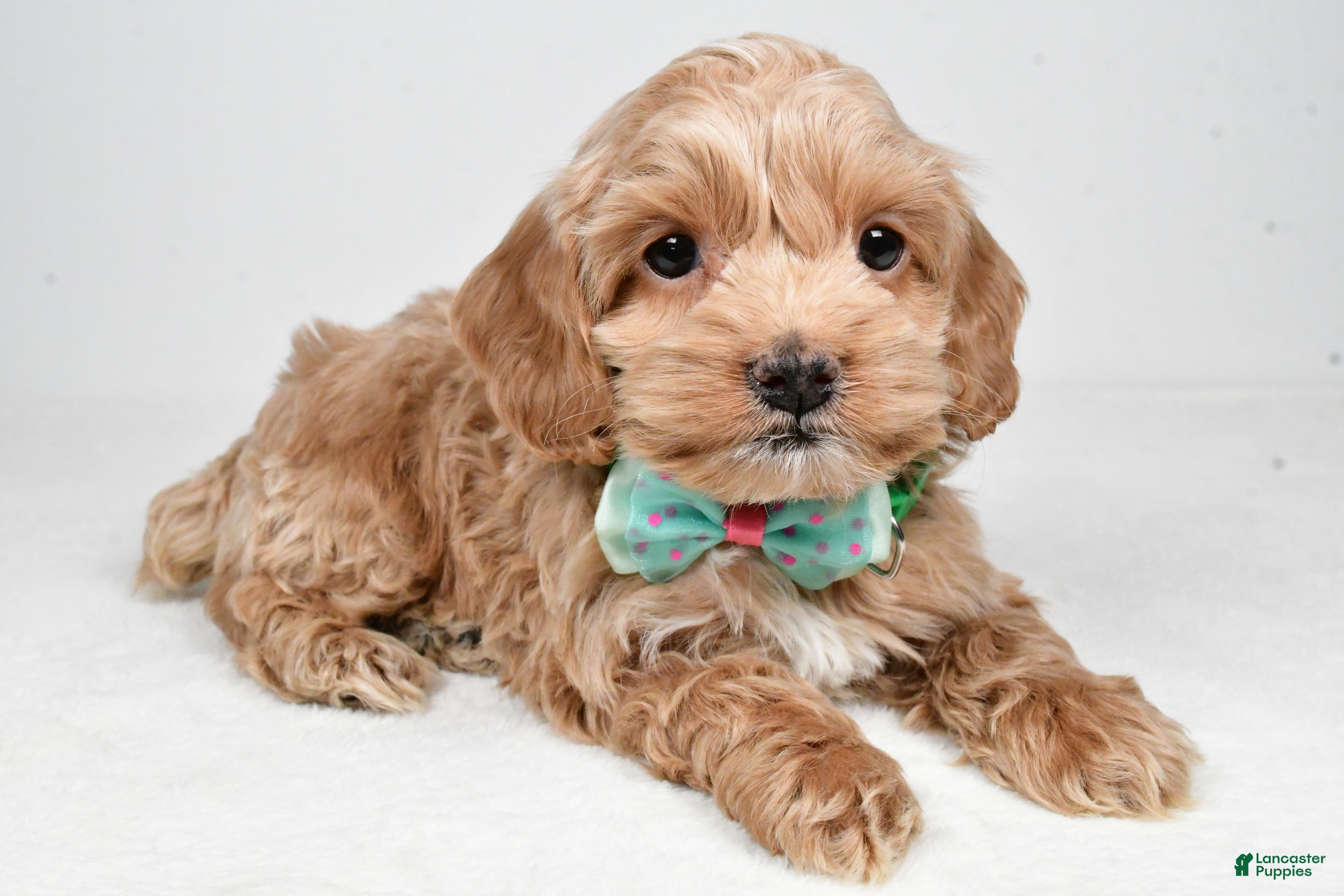 Cockapoo dogs Parker - Ad 2