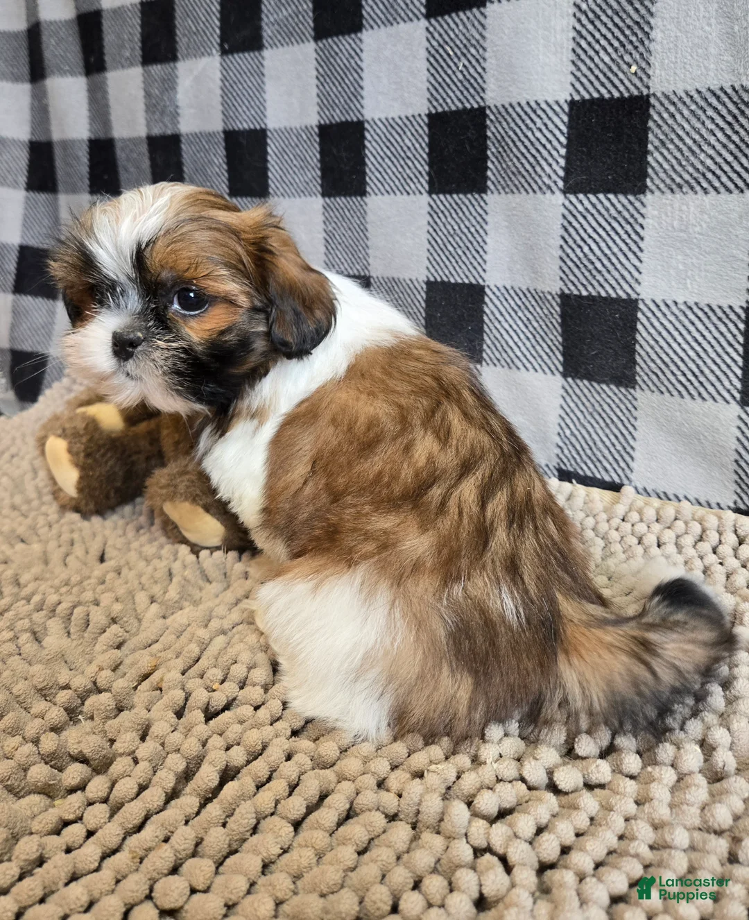 Shih Tzu dogs for sale: Mac - Ad 5