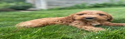 Cockapoo dogs for sale: Otis - Ad 2