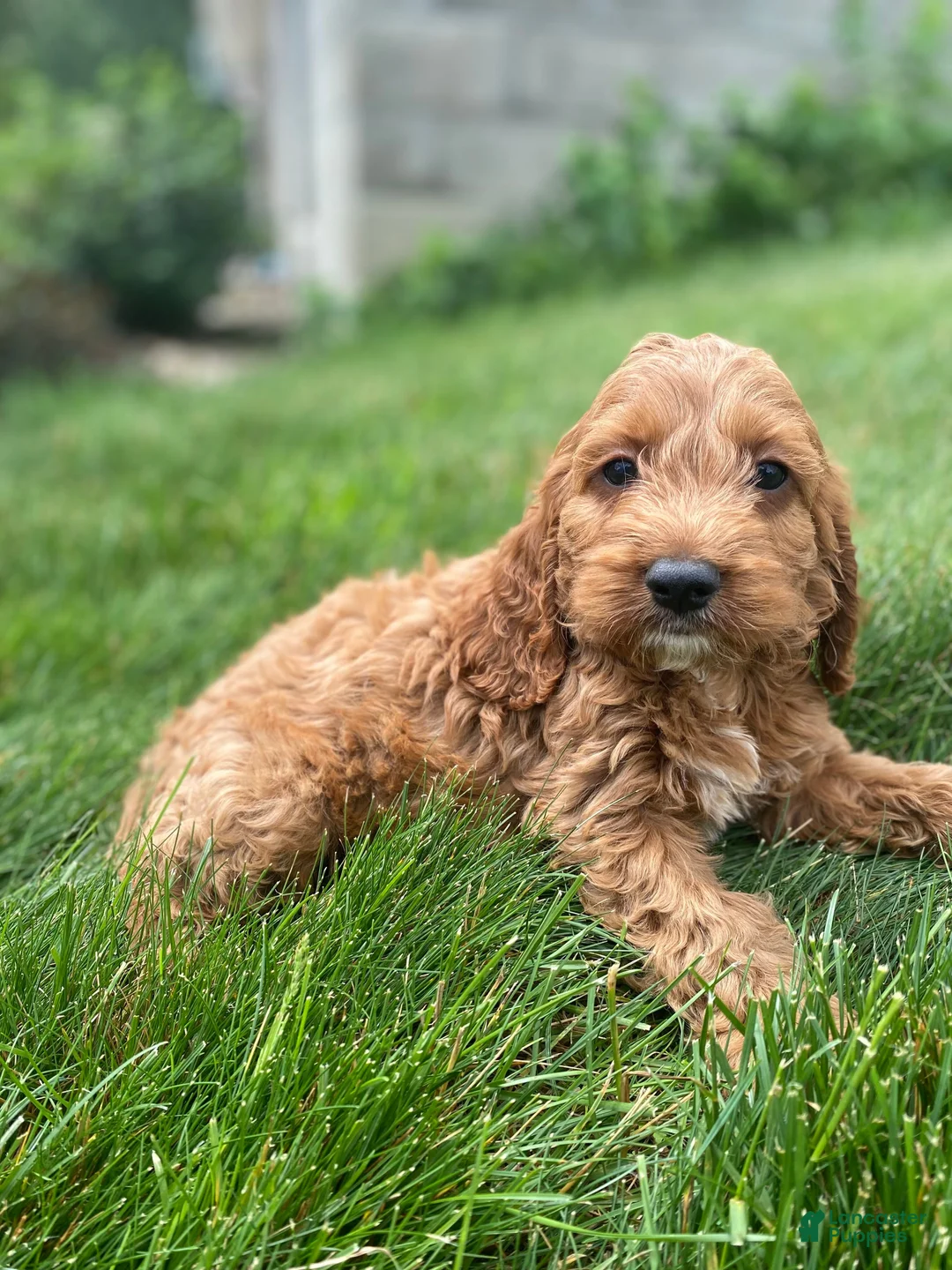 Cockapoo dogs for sale: Otis - Ad 2