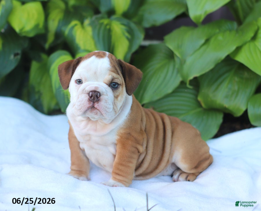 English Bulldog dogs Ruthie - Ad 1