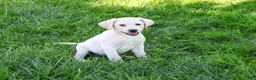 Labrador Retriever dogs for sale: Rosco - Ad 3