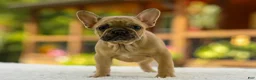 French Bulldog dogs for sale: Ocean – Fawn - Ad 4