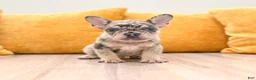 French Bulldog dogs for sale: Leo - Ad 1