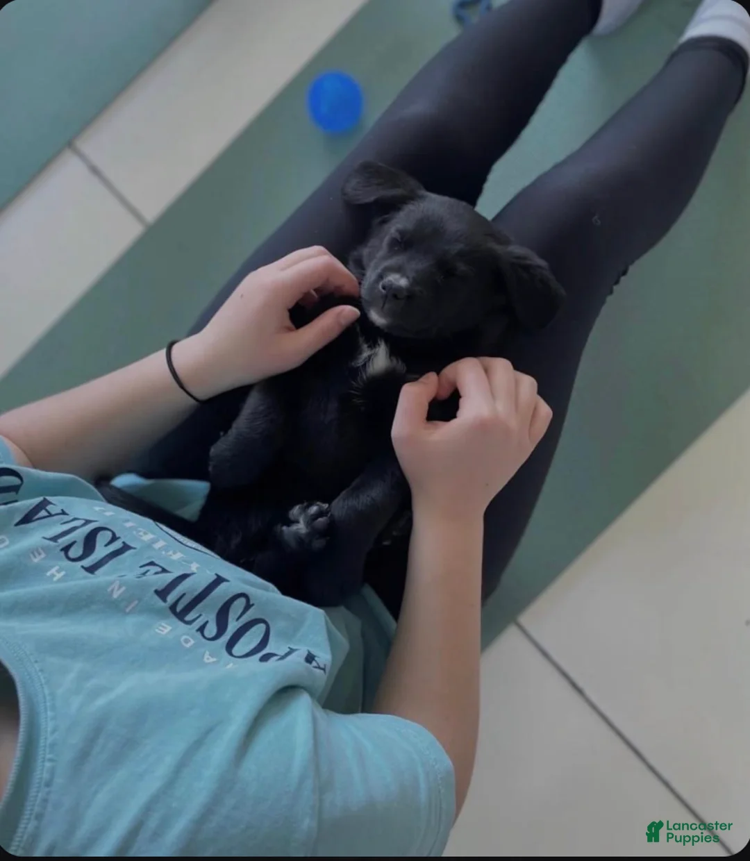 Mini Bernedoodle dogs for sale: Mini Bernedoodle Puppy 2 - Ad 3