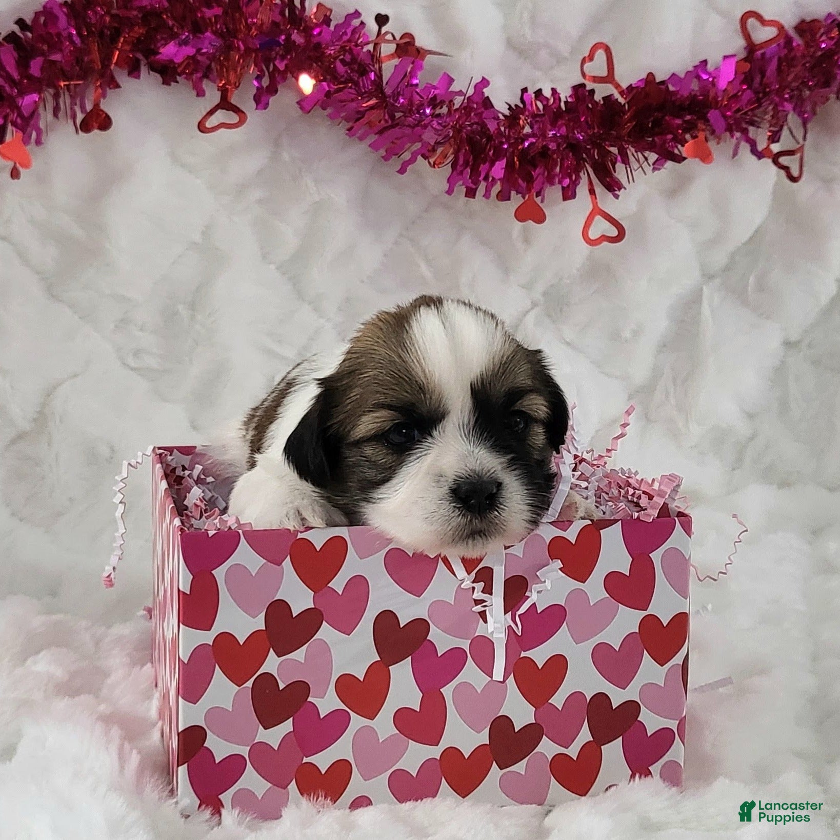 Teddy Bear dogs Ty  - Ad 14