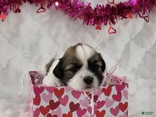 Teddy Bear dogs Ty - Ad 37