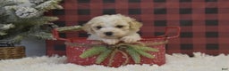 Miniature Poodle dogs for sale: Mikk - Ad 2
