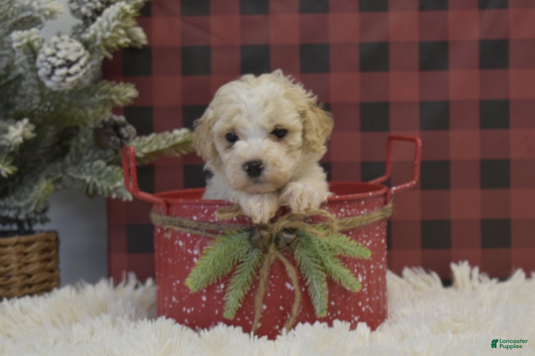 Miniature Poodle dogs for sale: Mikk - Ad 2