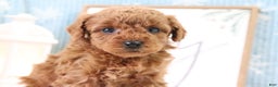 Miniature Poodle dogs for sale: Bronson - Ad 2