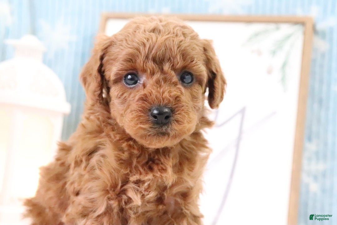 Miniature Poodle dogs for sale: Bronson - Ad 2